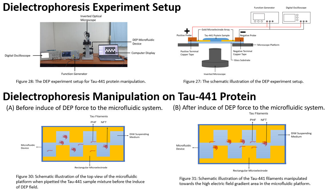 Dielectrophoresis experiment setup illustration and laboratory equipment setup. The illustration of dielectrophoresis protein manipulation in the microfluidic platform.