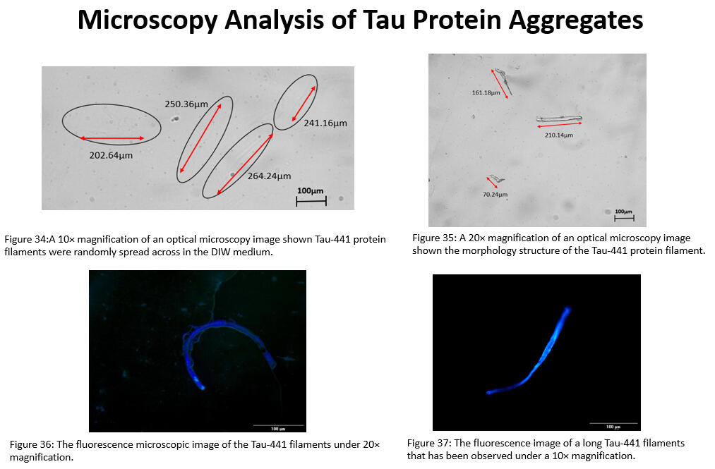 The Tau protein morphology strucuture observed by the opitcal microscopy analysis and fluorescence microscopy analysis.